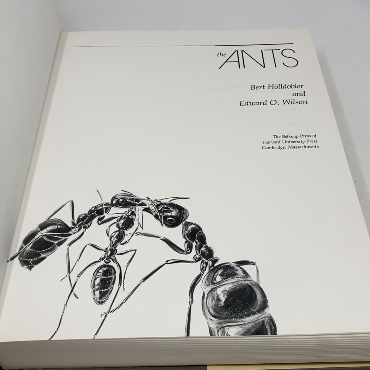The Ants (Hardcover) — additional view
